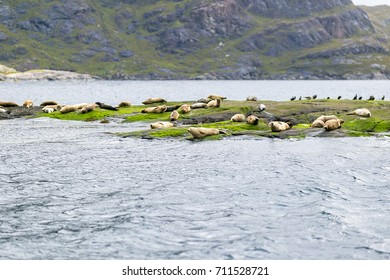 Beautiful View Seals Of Isle Of Skye, Scotland, UK