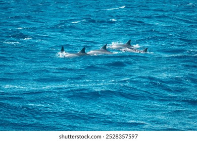 Beautiful view of several spinner dolphins (Stenella longirostris) breaking the water surface showing their dorsal fin off the coast of Mauritius - Powered by Shutterstock - Get 15% off with code: PIKWIZARD15