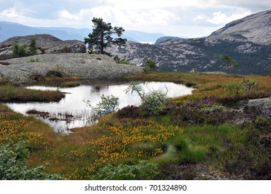 Beautiful view of small pond in the mountains above village VrÃ¥dal, Telemark, Norway.  Summer day with clouds, Colorful flowers and heather. Horizontal shot.