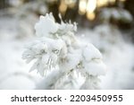 Beautiful view of snow covered forest. Rime ice and hoar frost covering trees. Chilly winter day. Scenic winter landscape near Vilnius, Lithuania.