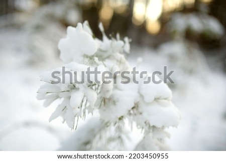 Beautiful view of snow covered forest. Rime ice and hoar frost covering trees. Chilly winter day. Scenic winter landscape near Vilnius, Lithuania.