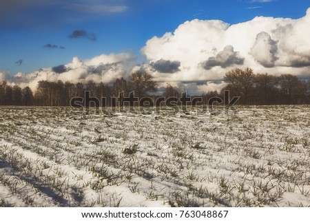beautiful view of a snow-covered field with yellow grass against a background of autumn forest, blue sky with white clouds on a sunny morning