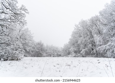 A beautiful view of snow-covered trees in the forest - Shutterstock ID 2156944623