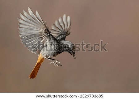 Beautiful View of A Stonechat Bird Flying