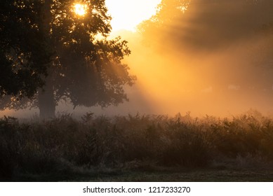 Beautiful view of sun rays coming through trees and mist in parkland