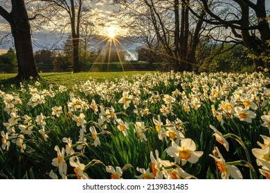 A beautiful view of sunset with the field of daffodils. Daffodils are love.