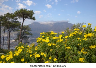 Beautiful view of Table mountain and nature, Cape Town, South Africa