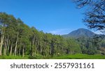 Beautiful view of tall trees lined up behind the tea plantations with mountain and blue sky  background