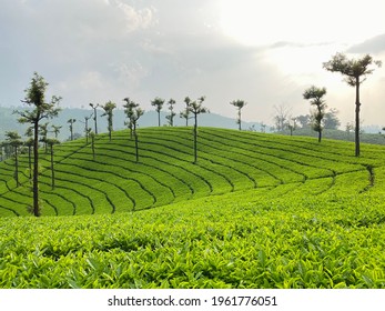 A Beautiful  View Of A Tea Estate In Valparai.