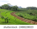 Beautiful view of terraced rice fields in Central Java, indonesia. Scenic Asian backgrounds and landscape.