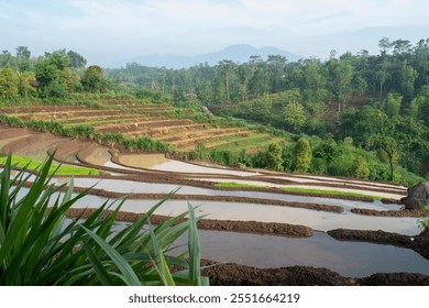 Beautiful view of terraces rice field in the morning. Panoramic view of an agricultural landscape in the rural area. - Powered by Shutterstock