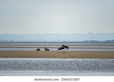 A beautiful view of three eagles on sand bar at the Centennial Beach, British Columbia, Canada