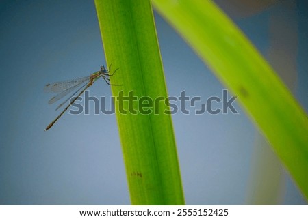 A beautiful view of a tiny dragon flie standing on a plant with blurred background