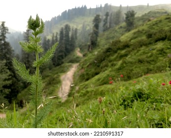 Beautiful View Of Toli Peer Azad Kashmir 8800 Ft Above Sea Level