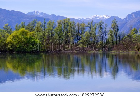 Similar – Trees and Reflection Calm