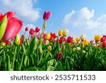 A beautiful view of a tulip field in full bloom, showcasing vibrant petals in various colors. Lush green foliage enhances the scene, with a clear blue sky and fluffy clouds above, Netherlands