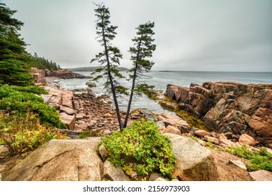 A Beautiful View Of Two Trees Stand On The Rocky Maine Coast In Acadia National Park, Maine, United States