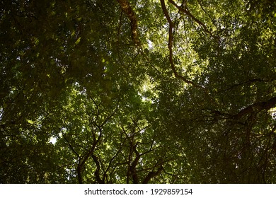 Beautiful View Under Large Trees Coming Together