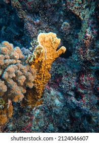 A Beautiful View Of The Underworld Of The Ocean