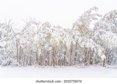 A Beautiful View Of Wattle Trees Caught In Snow At Mount Hotham, Victoria, Australia