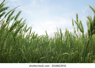 Beautiful view of wheat field, fish eye effect
