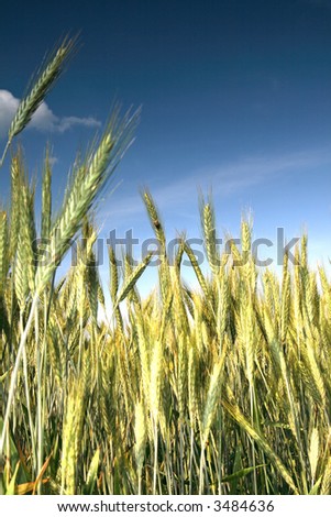 Similar – Image, Stock Photo wheat ears Field Wheat