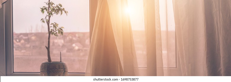 beautiful view of windowsill with green home plant and creamy silk curtain against bright sunset light closeup