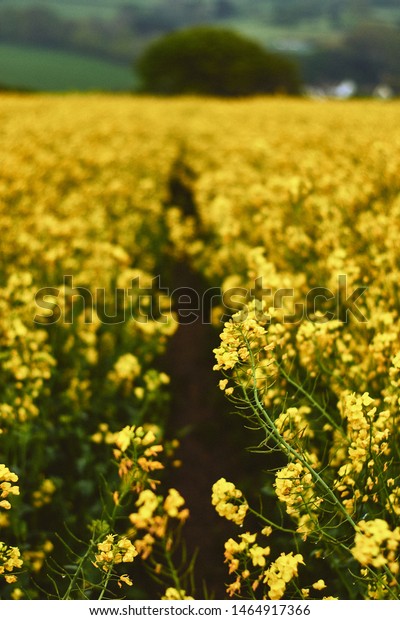 Beautiful View Yellow Fields Rapeseed Flowers Stock Photo Edit Now 1464917366