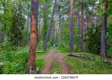 Beautiful View Of Young Couple Walking In Forest Along Path On Warm Summer Day. Sweden.