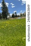 Beautiful views of Dandelions spreaded on grass near lake in Labonte Park, Laramie