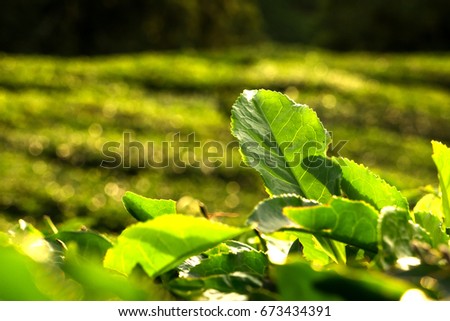 Similar – Image, Stock Photo celery Food Vegetable