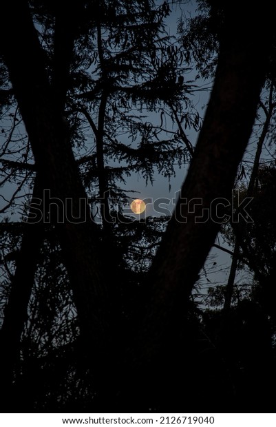 beautiful views of this\
moon in the forest