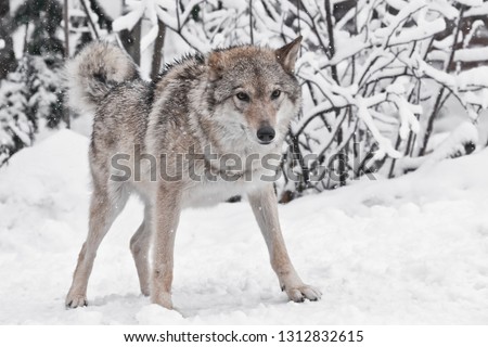 Beautiful and vigorous volodaya female wolf large plvnom against the snow-covered trees, a young strong animal in the forest.