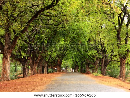 Beautiful village road in India, with tamarind tree both sides