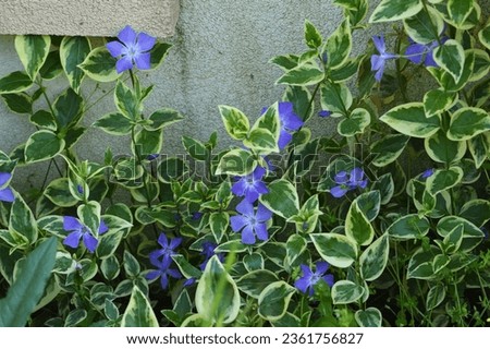 Beautiful vinca major blue flower in front of concrete wall. Spring afternoon. Close up shot.
