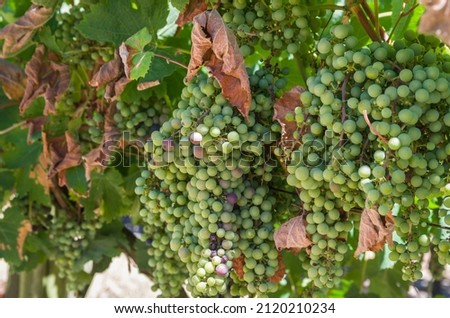 Beautiful vine of European grapes in Uruguayan winery in Canelos region. Moscato grapes.