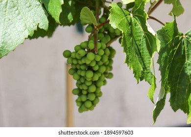 A Beautiful Vine With Grapes At The Beginning Of Growth.