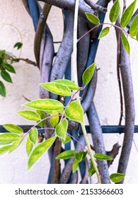 Beautiful Vines Wrapping Around A Metal Structure