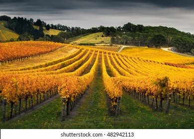 A Beautiful Vineyard In The Adelaide Hills