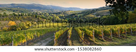 Beautiful vineyard in Chianti region near Greve in Chianti (Florence) at sunset with the colors of autumn. Italy.