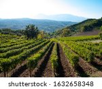 a beautiful vineyard of Greco di Tufo wine, an excellent Italian white wine DOCG