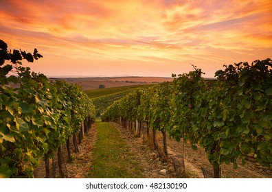 Beautiful Vineyard Landscape In Moravia, Toned At Sunset