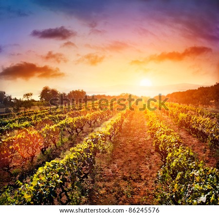 Beautiful vineyard landscape with rows of vines and sea with sunset in the background