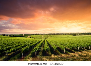 Beautiful Vineyard in South Australia - Powered by Shutterstock