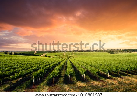 Beautiful Vineyard in South Australia