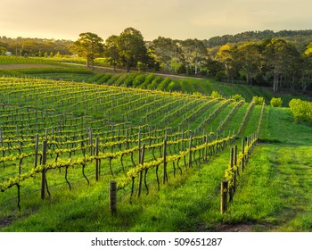 Beautiful Vineyard Sunset In South Australia