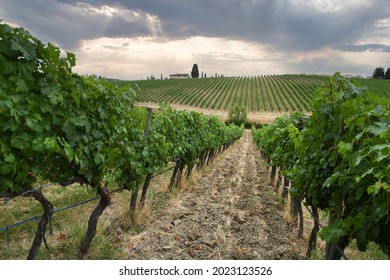 beautiful vineyard in the Tuscan countryside in the Chianti Classico area with cloudy sky. Italy