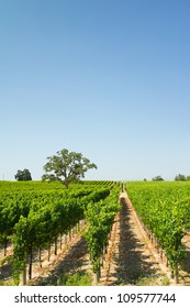 Beautiful Vineyard And Winery At Sonoma County, California