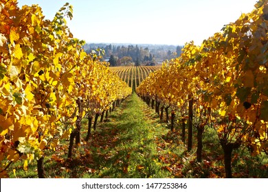 Beautiful Vineyards In Fall - Portland Oregon