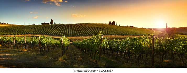 Beautiful Vineyards At Sunset In Tuscany, Italy.